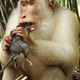 Imagen para el artículo titulado Las insólitas imágenes de monos devorando ratas ofrecen una inesperada solución para la biodiversidad